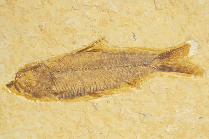 Detailed Fossil Fish (Knightia) - Wyoming #318556